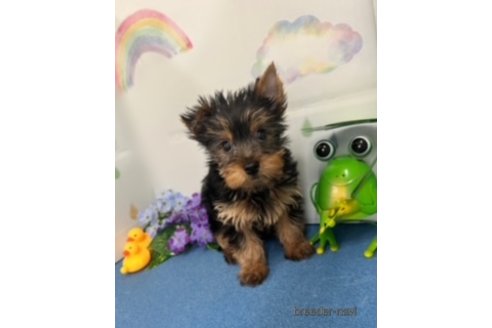 Anthony Barham 油彩　犬　ヨークシャテリア